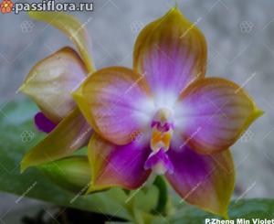 Phalaenopsis Zheng Min Violet