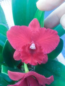 Rhyncholaeliocattleya Dawn's Child