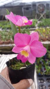 Cattlianthe Chief Berry