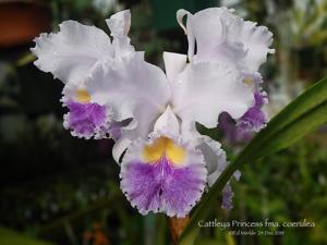 Cattleya Princess (1899)