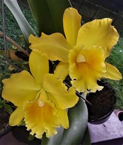 Rhyncattleanthe Haw Yuan Gold