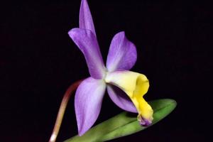 Cattlianthe Jupiter Drops