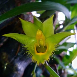 Catasetum faustoi