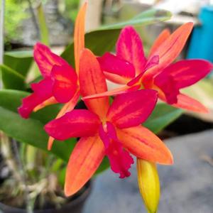 Rhyncattleanthe Shinfong Jewel