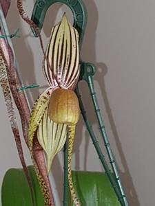 <i>Paphiopedilum</i> Kolosand