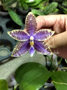 <i>Phalaenopsis</i> KS Ocean Ludde