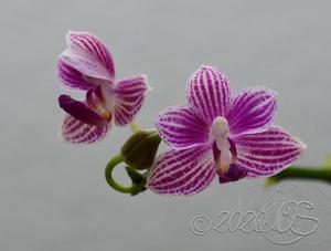 Phalaenopsis Christine Magro