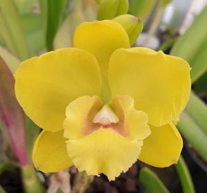 <i>Rhyncatclia</i> Hsinying Tango