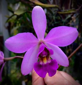 Catcylaelia Menina do Brejaõ