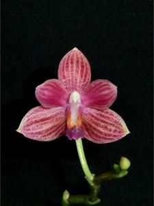 <i>Phalaenopsis</i> Christine Magro