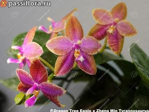 Phalaenopsis Norman's Dragon Tree