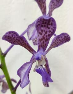 Vandachostylis Tien-Cheng Blueberry