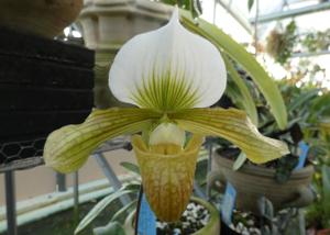 <i>Paphiopedilum</i> Hung Sheng Venus