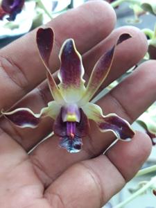 <i>Dendrobium</i> Utama Raya
