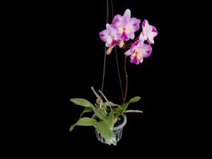 Guaricattonia Varut Crystal