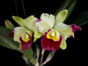 Rhyncholaeliocattleya Pratum Green