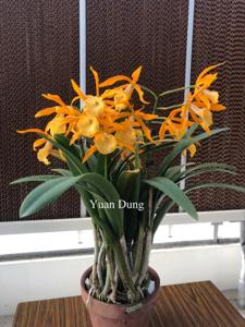 Brassocattleya Golden Glory