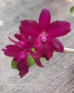Cattlianthe Netrasiri Darkprince