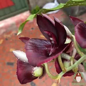 Catasetum Durval Ferreira