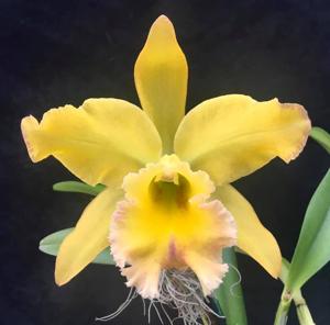 <i>Rhyncholaeliocattleya</i> Princess Kate