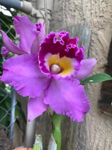 Rhyncholaeliocattleya Volcano Spring
