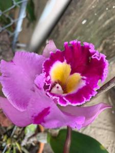 Rhyncholaeliocattleya Volcano Spring