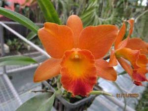 <i>Rhyncattleanthe</i> Dianne Meyer