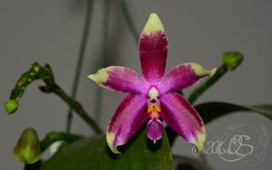 <i>Phalaenopsis</i> African Sunset