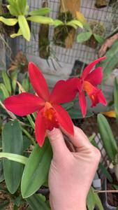 Cattleya Psyche (1902)