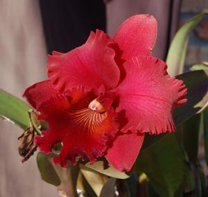 Rhyncholaeliocattleya Heaven's Gate