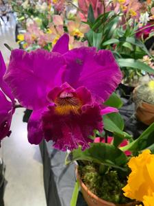 <i>Rhyncholaeliocattleya</i> Chialin Ruby