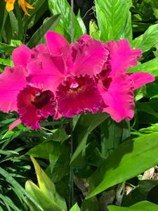 Rhyncholaeliocattleya Winners' Circle