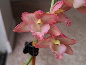 Mormodia Corinne Arnold