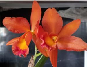Rhyncattleanthe Tropical Upgrade