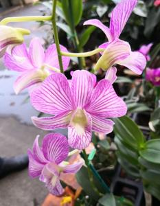 <i>Dendrobium</i> Tuang Pink-Burana Stripe