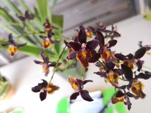 Rhynchorettia bictoniensis-ignea