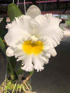 Rhyncholaeliocattleya Shinaphat Diamond