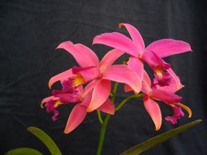 <i>Cattleya</i> Teipels Sincoloba