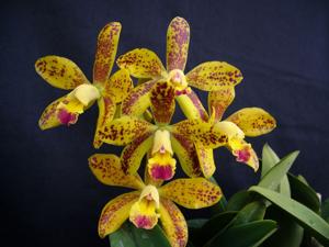 Cattleya Mariechen