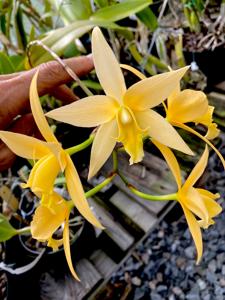 Laeliocattleya Canariensis