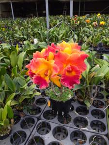 Rhyncholaeliocattleya Shiang-Chuen Rainbow