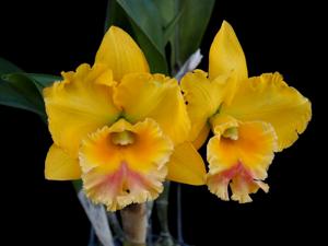 Rhyncholaeliocattleya Thongsupran