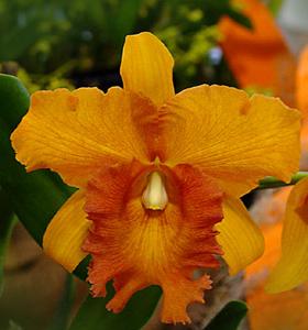 Rhyncholaeliocattleya Arabesque