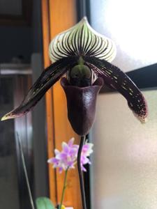 Paphiopedilum Macabre Illusion