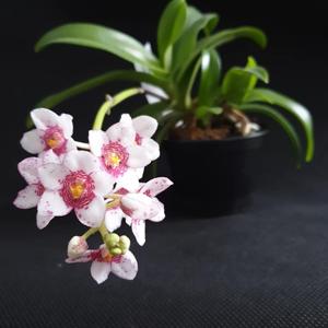 Sarcochilus Elegance-Peace