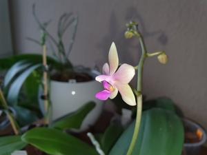 Phalaenopsis Beatrice Dream