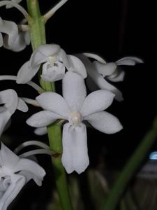 Rhynchodenia Magic Wand