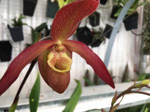 <i>Phragmipedium</i> Cahaba Gold