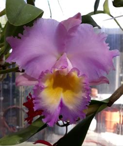 Rhyncholaeliocattleya Hawaiian Agenda