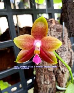 <i>Phalaenopsis</i> Yaphon Mammon